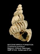MIOCENE-BREDA FORMATION Cirsotrema pumiceum